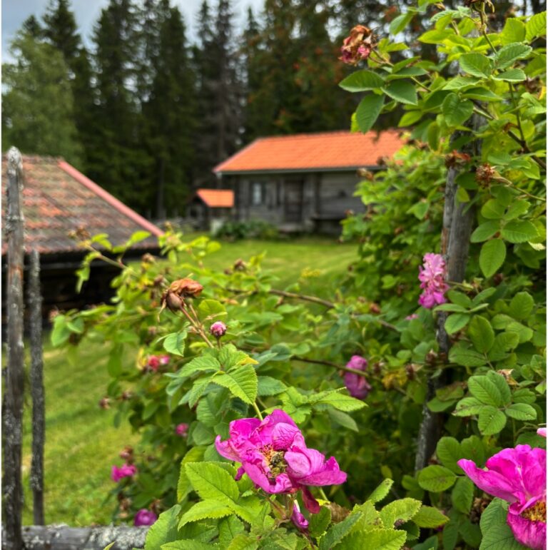 Tacka fäboden för osten