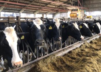 Svensk ost är värd sitt pris