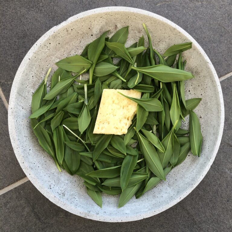 Källarlagrad Svecia